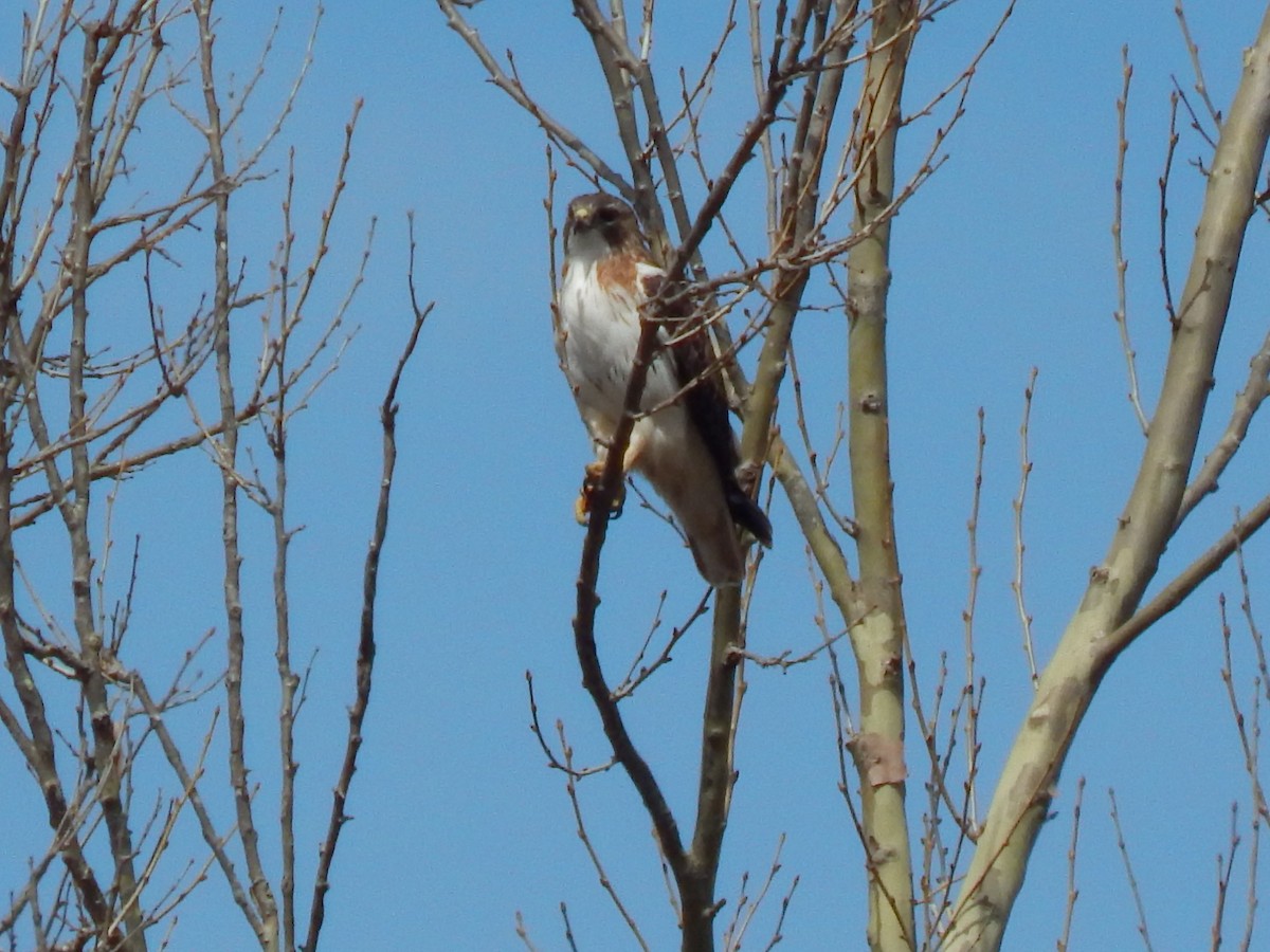 Red-tailed Hawk - ML317215031