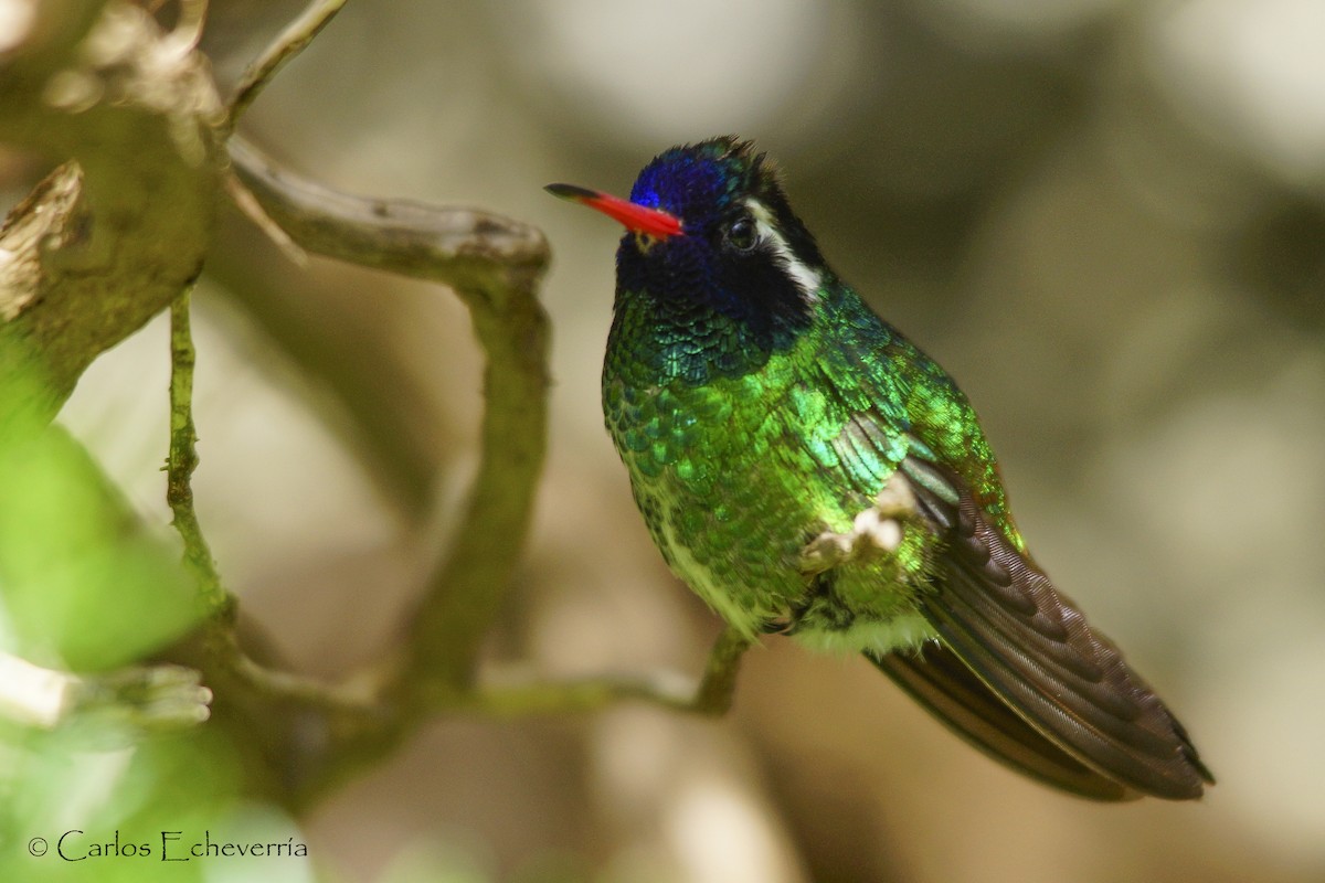 White-eared Hummingbird - ML317215611