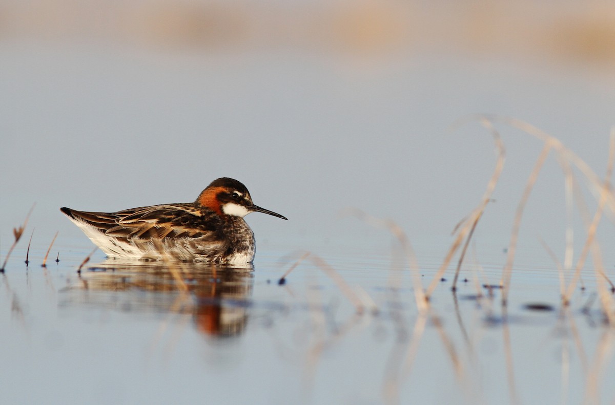 Phalarope à bec étroit - ML31721681