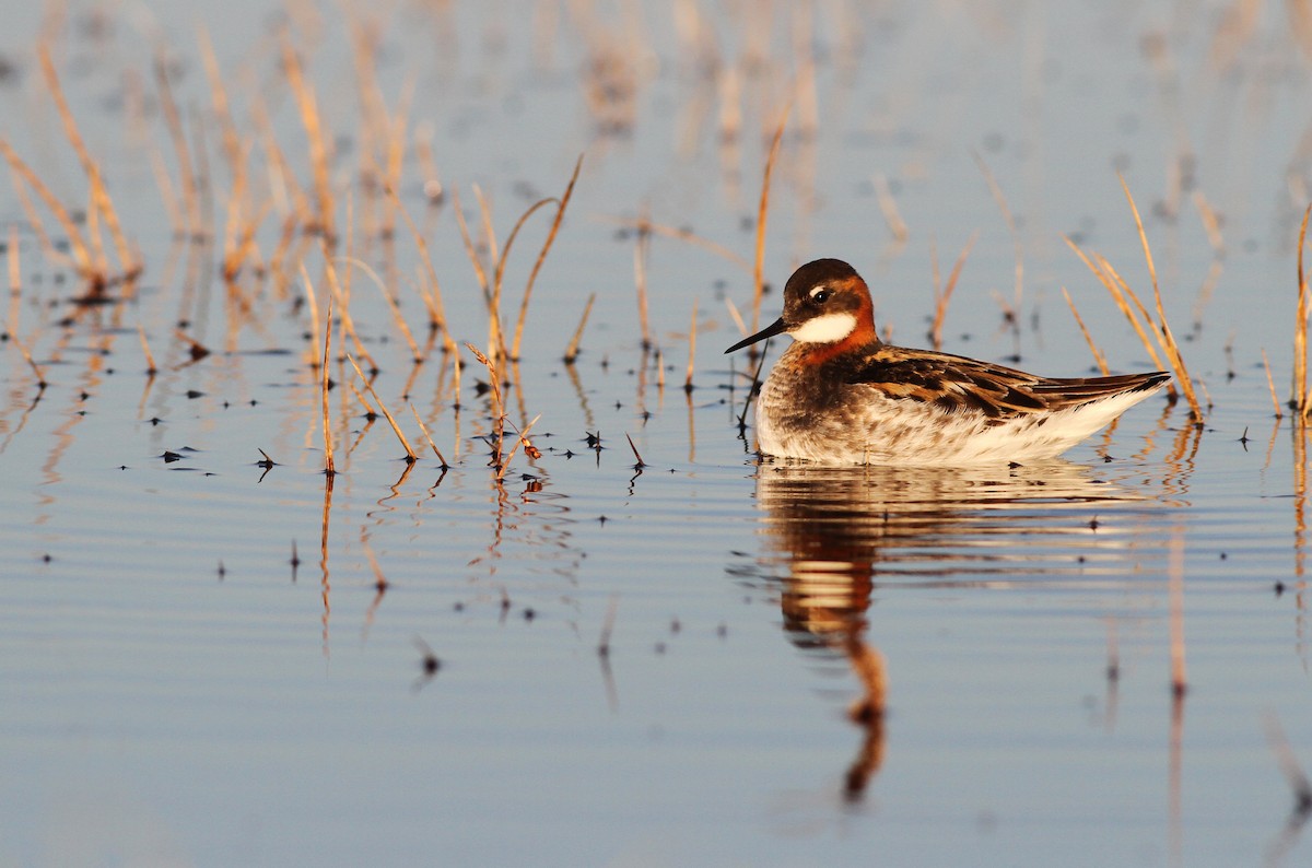 Phalarope à bec étroit - ML31721691