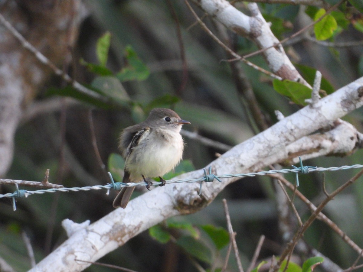 Least Flycatcher - ML317217271