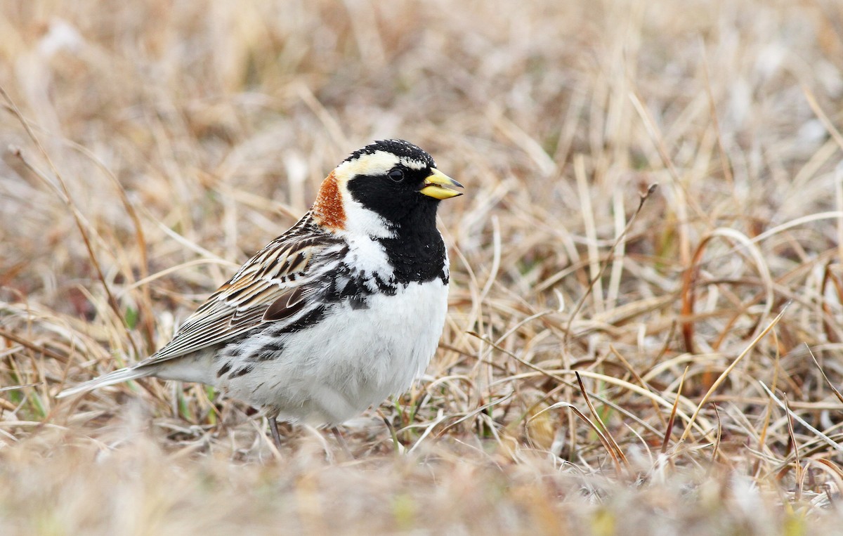 Lapland Longspur - Ian Davies