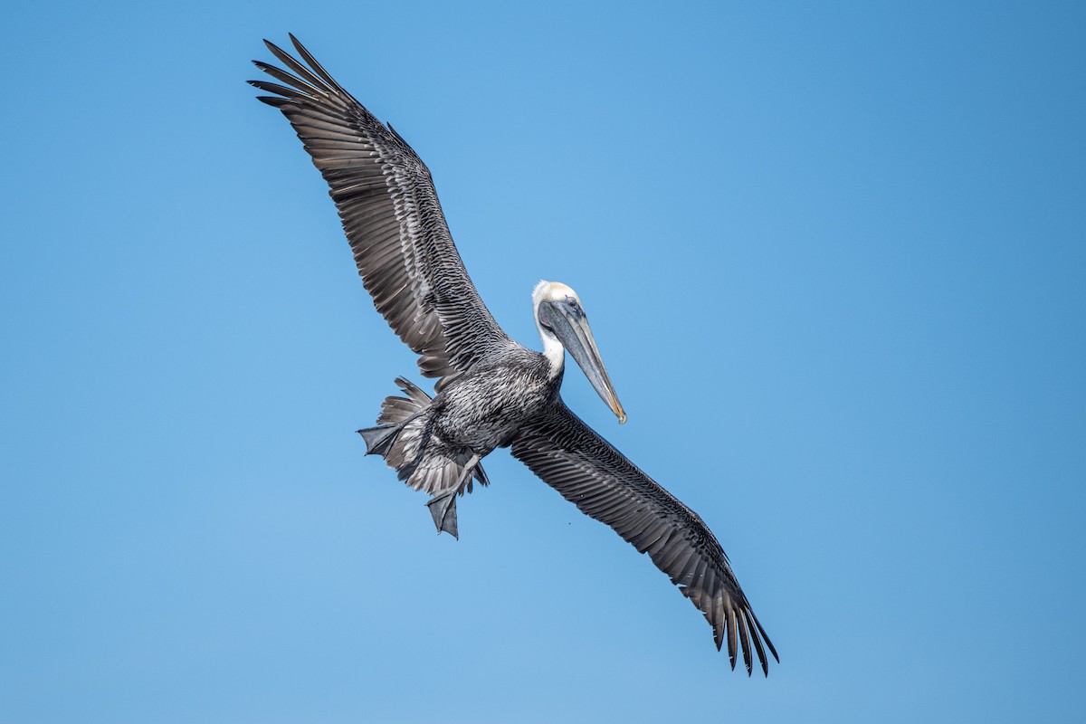 Brown Pelican - ML317218081