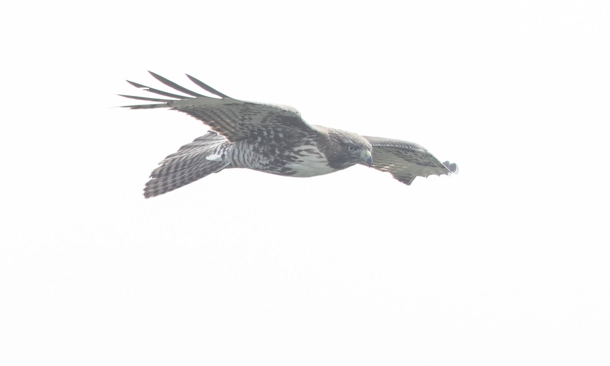 Red-tailed Hawk (calurus/alascensis) - ML317218481