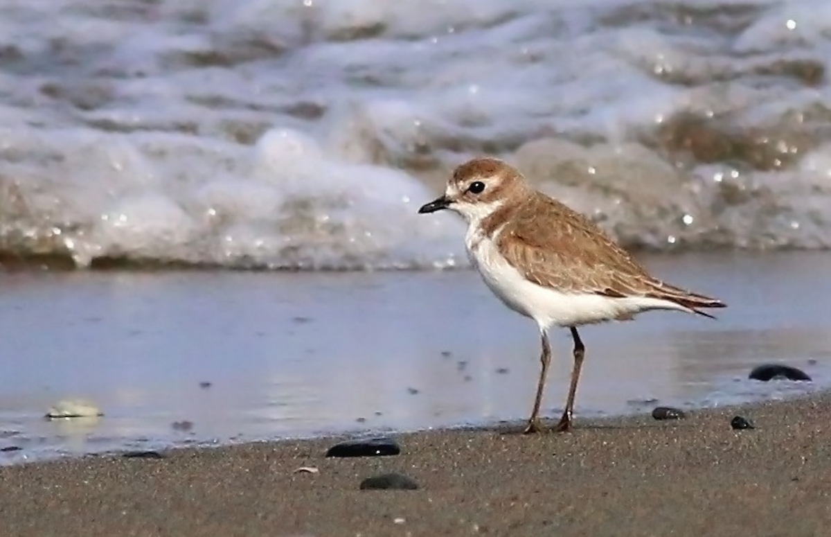 Tibetan Sand-Plover - Ali Atahan