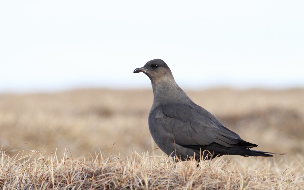 Parasitic Jaeger - ML31721921