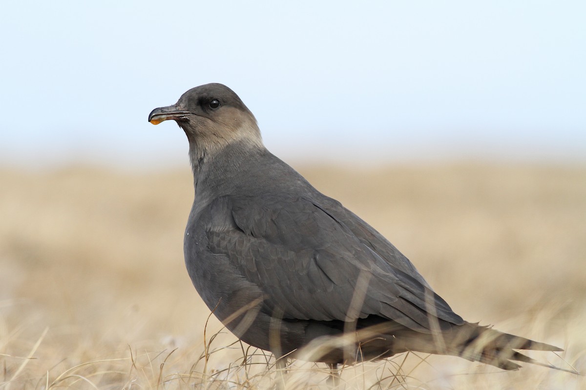 Parasitic Jaeger - ML31721931