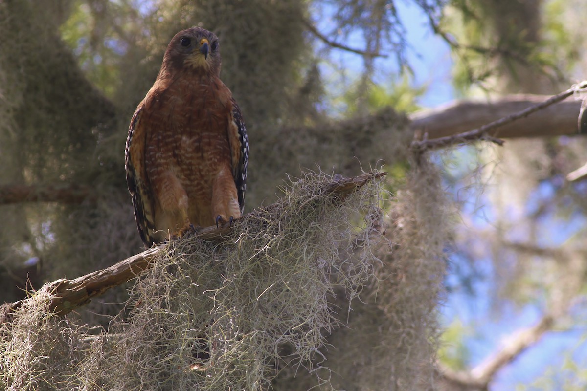 Red-shouldered Hawk (lineatus Group) - Alex Lamoreaux