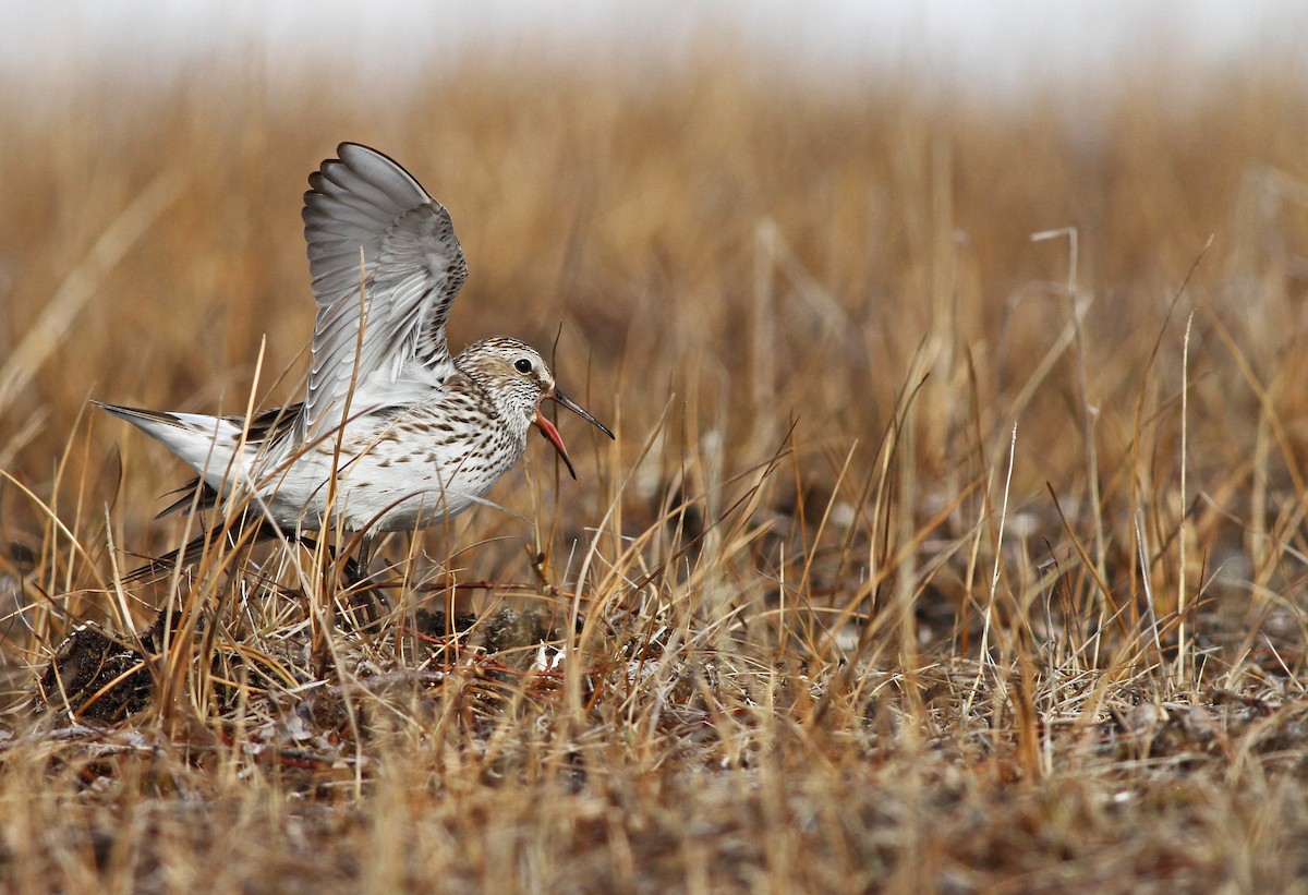 White-rumped Sandpiper - ML31722031