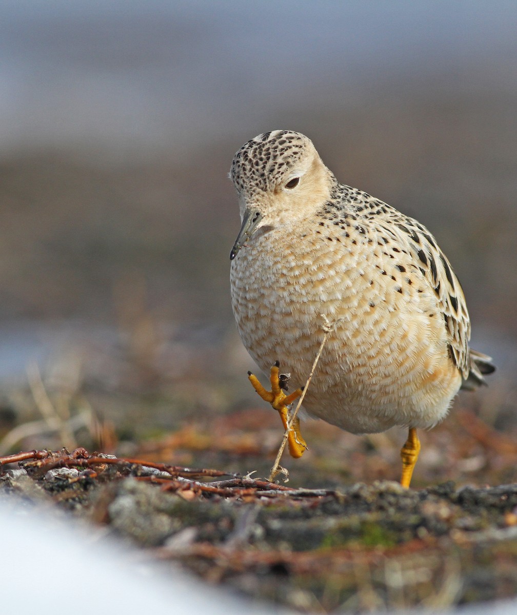 Buff-breasted Sandpiper - Ian Davies