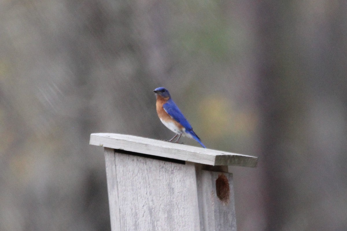 Eastern Bluebird - ML317221981