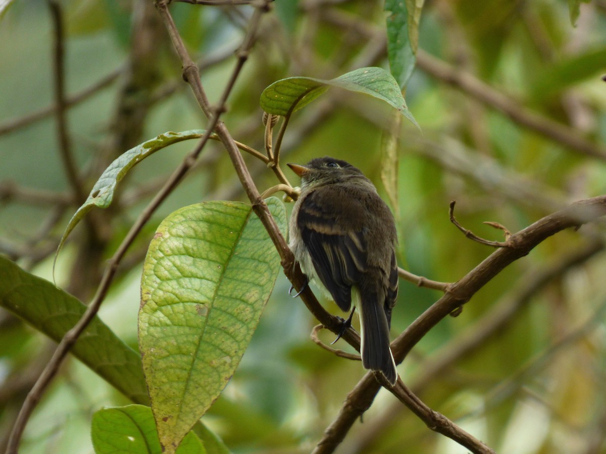 Black-capped Flycatcher - John van Dort