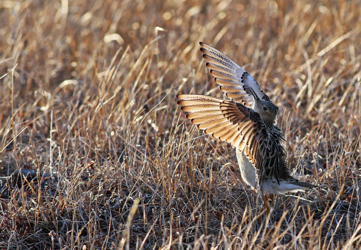 Buff-breasted Sandpiper - Ian Davies