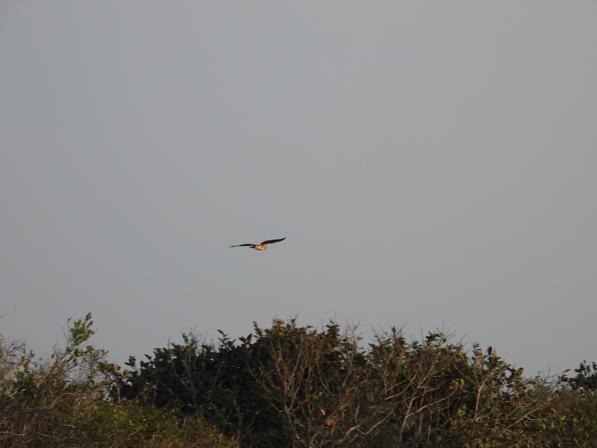 Northern Harrier - Adrianh Martinez-Orozco