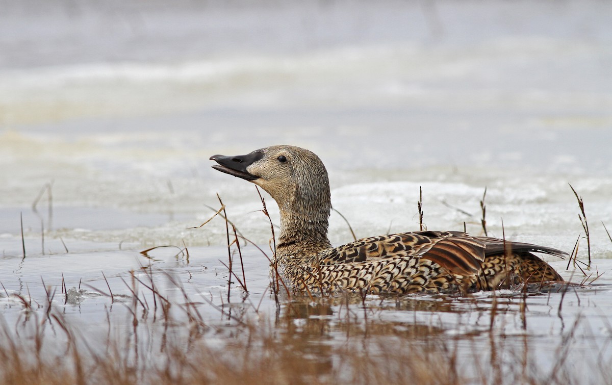 Eider à tête grise - ML31722451