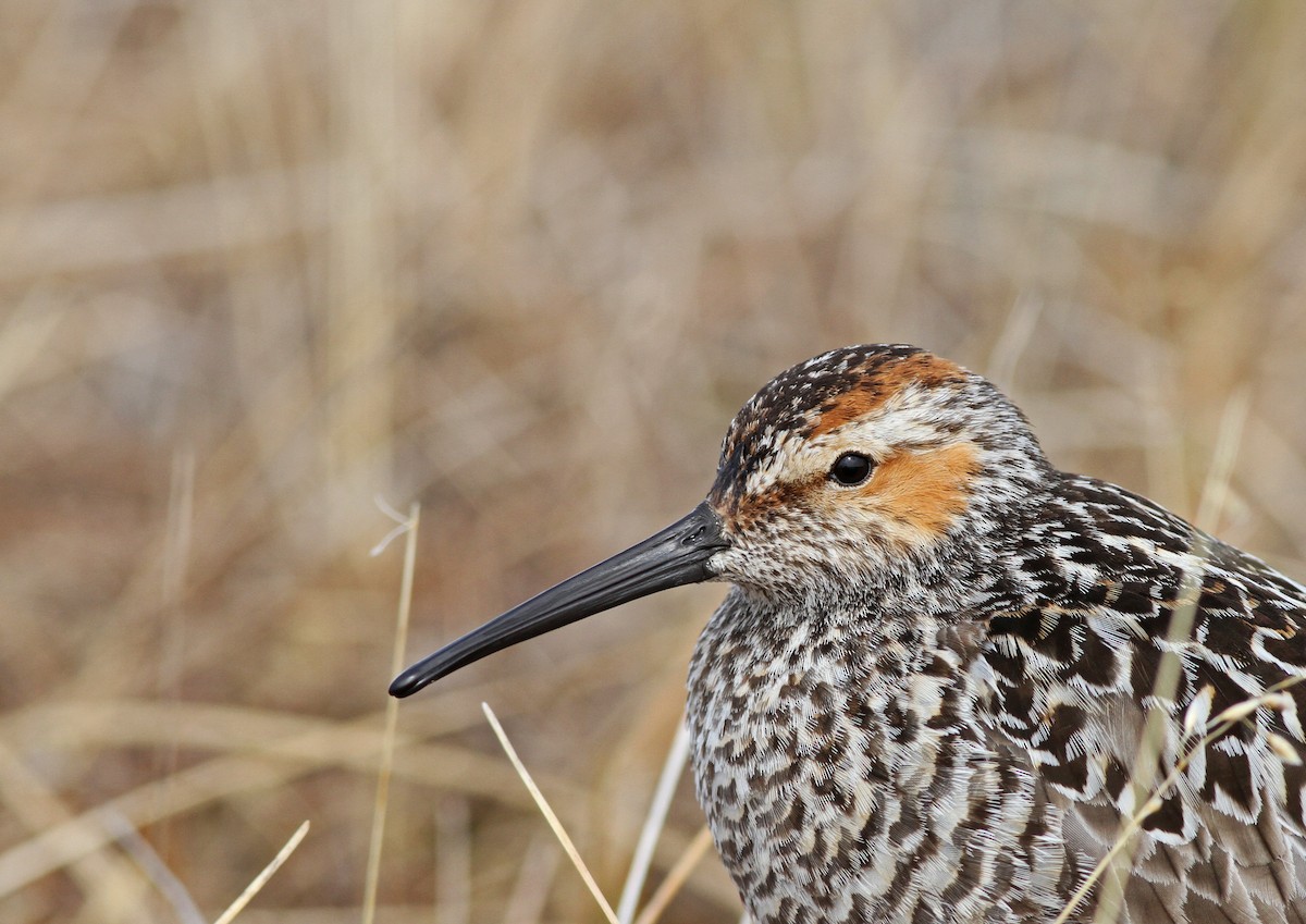 Stilt Sandpiper - Ian Davies