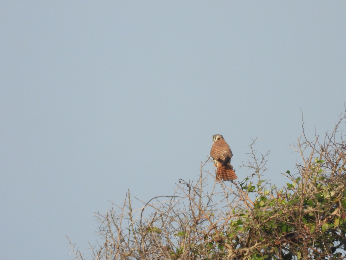 American Kestrel - ML317225451