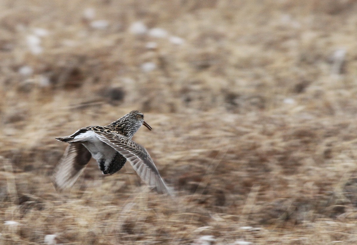 Pectoral Sandpiper - ML31722551