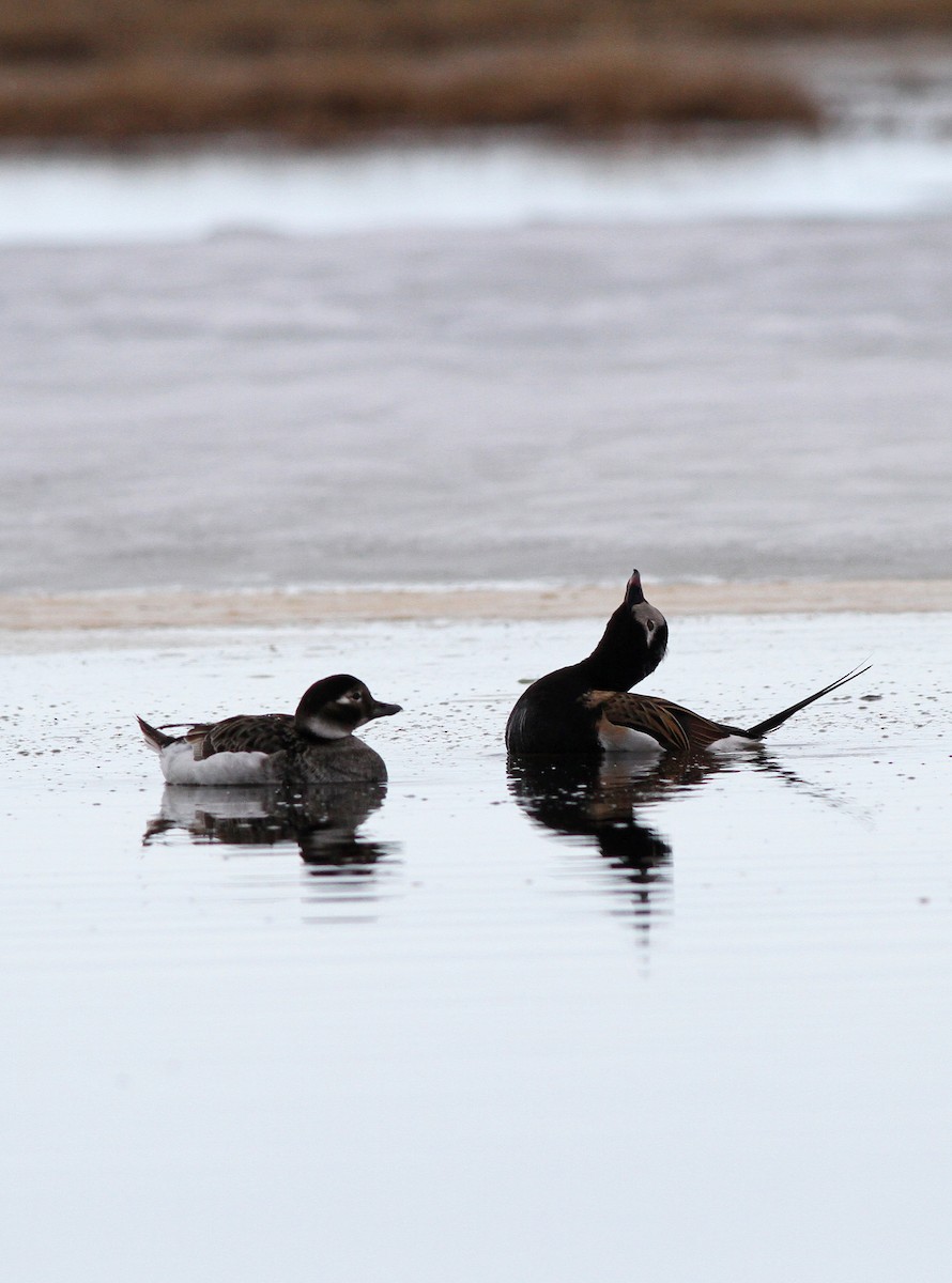 Long-tailed Duck - ML31722581