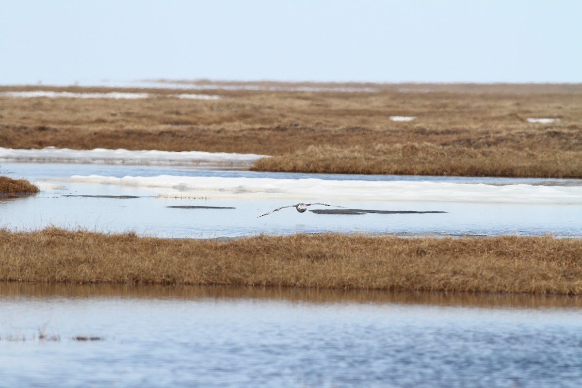 Fulmar boréal - ML31722811