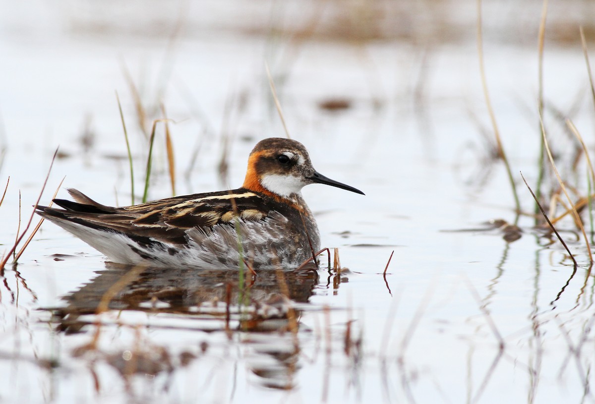 Red-necked Phalarope - ML31722831