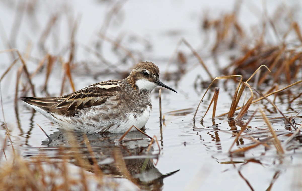 Phalarope à bec étroit - ML31722841