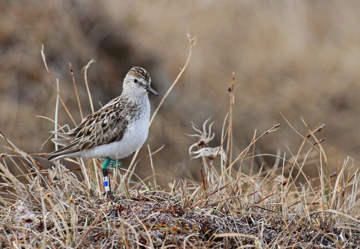 Semipalmated Sandpiper - Ian Davies