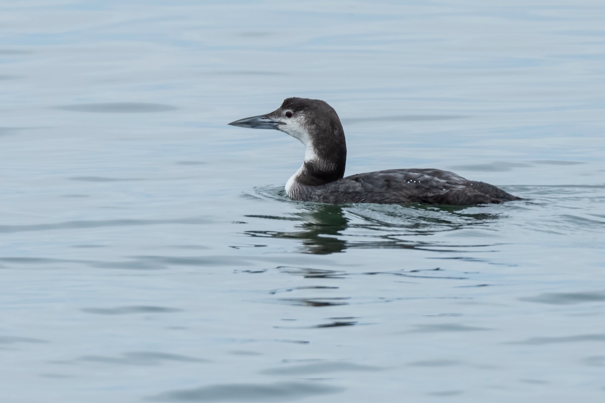 Common Loon - Linn H