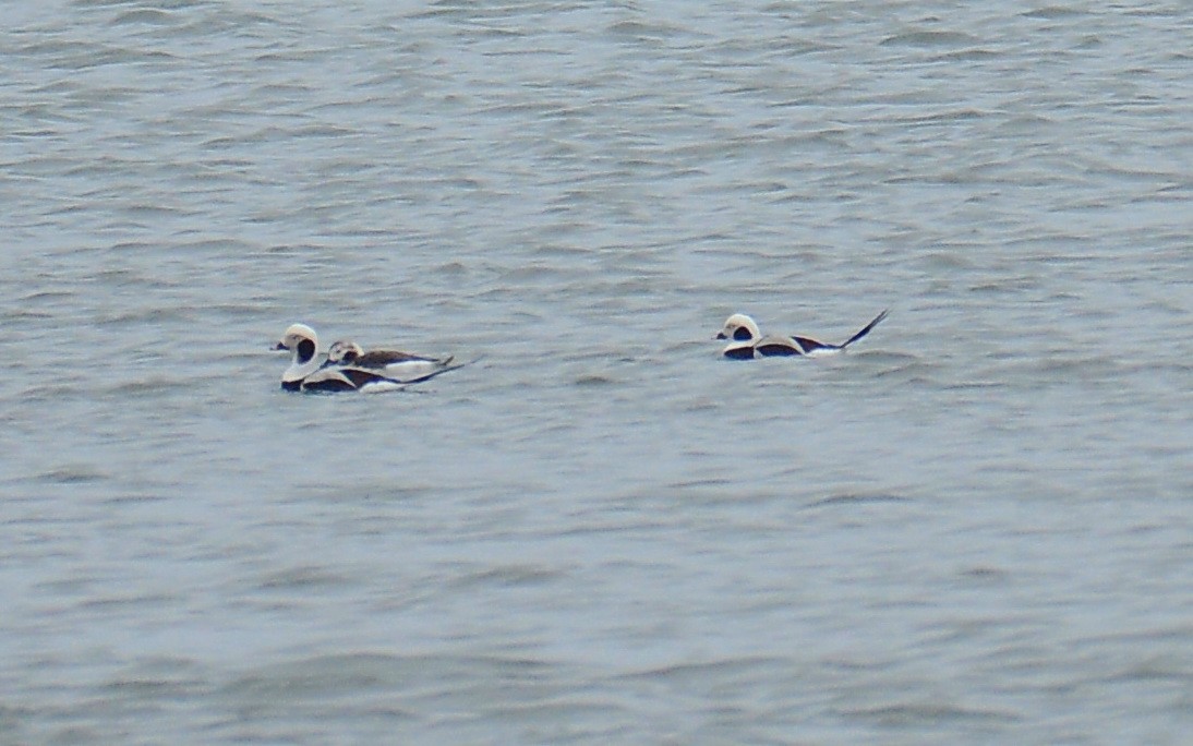 Long-tailed Duck - ML317230961