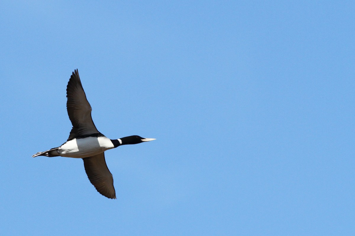 Yellow-billed Loon - Ian Davies