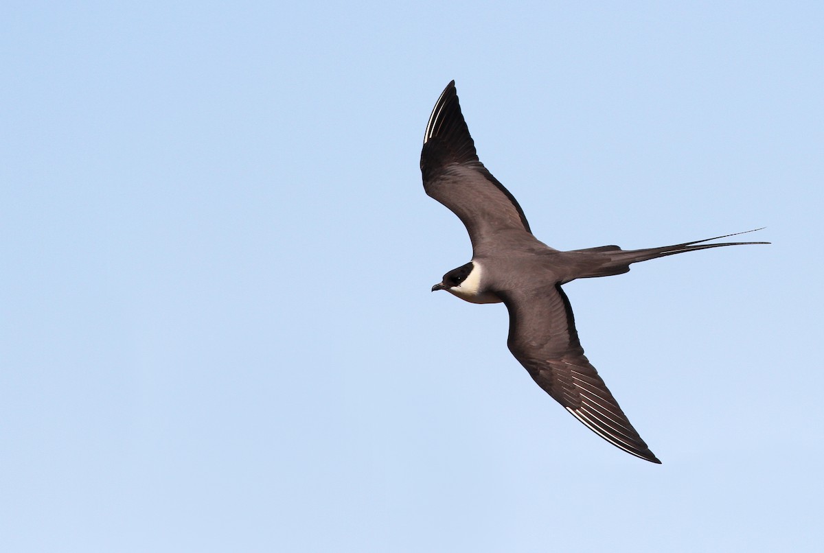 Long-tailed Jaeger - Ian Davies