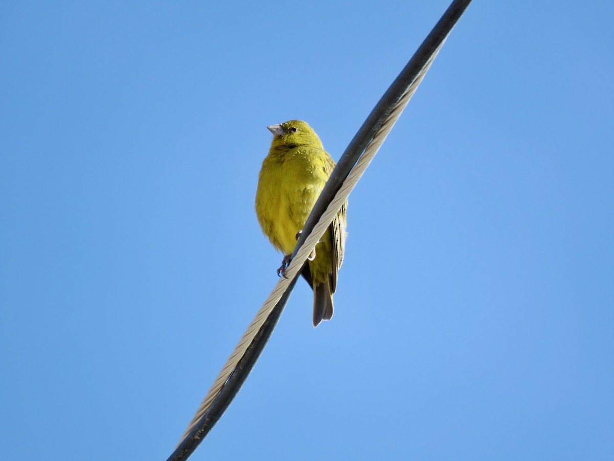 Greenish Yellow-Finch - Mateo Bohringer