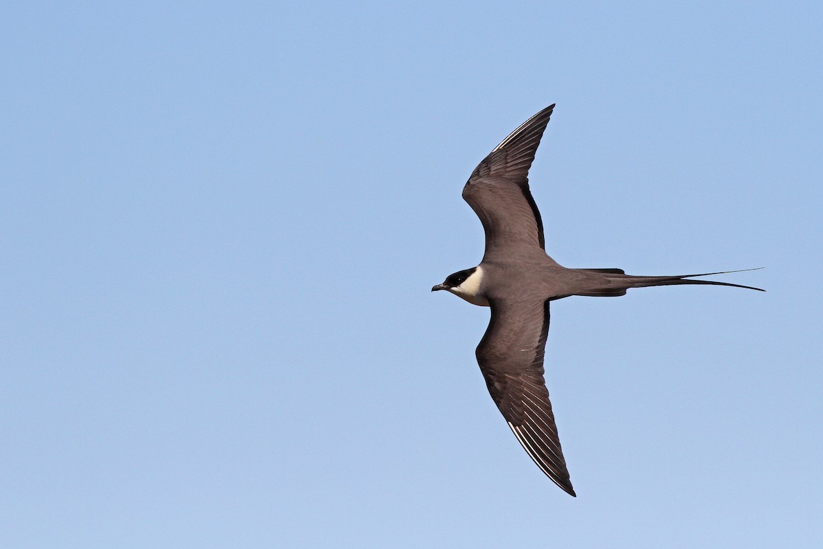 Long-tailed Jaeger - ML31723201