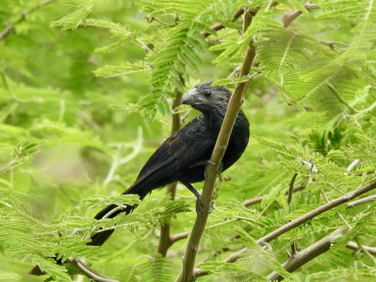 Groove-billed Ani - Mateo Bohringer