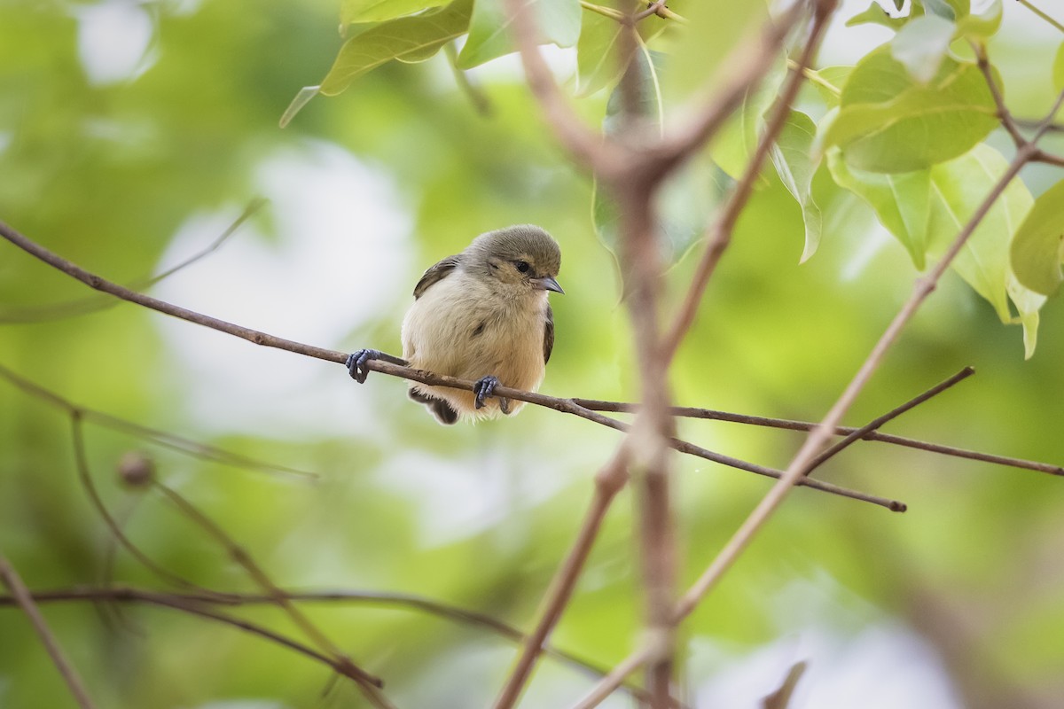 African Penduline-Tit - ML317232741