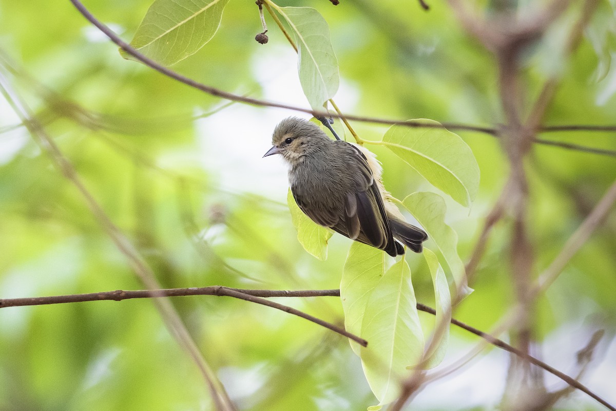 African Penduline-Tit - ML317232771