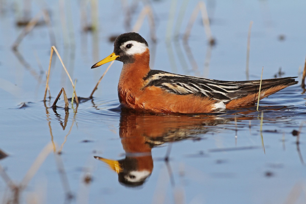 Red Phalarope - ML31723431