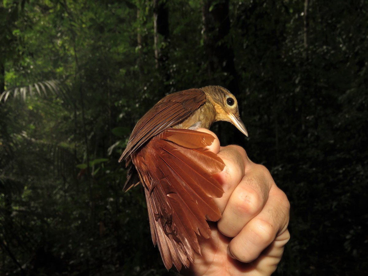 Ochre-throated Foliage-gleaner - Hugo Foxonet