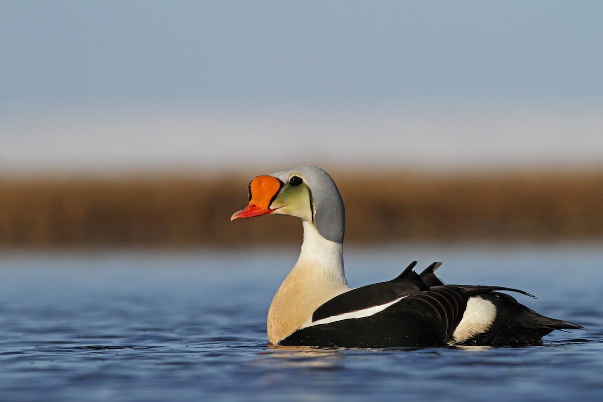 King Eider - ML31723451