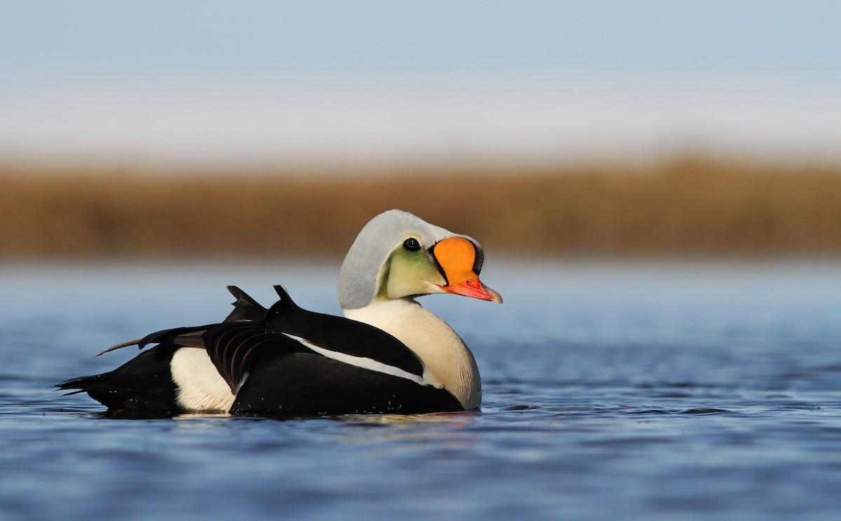 King Eider - ML31723481