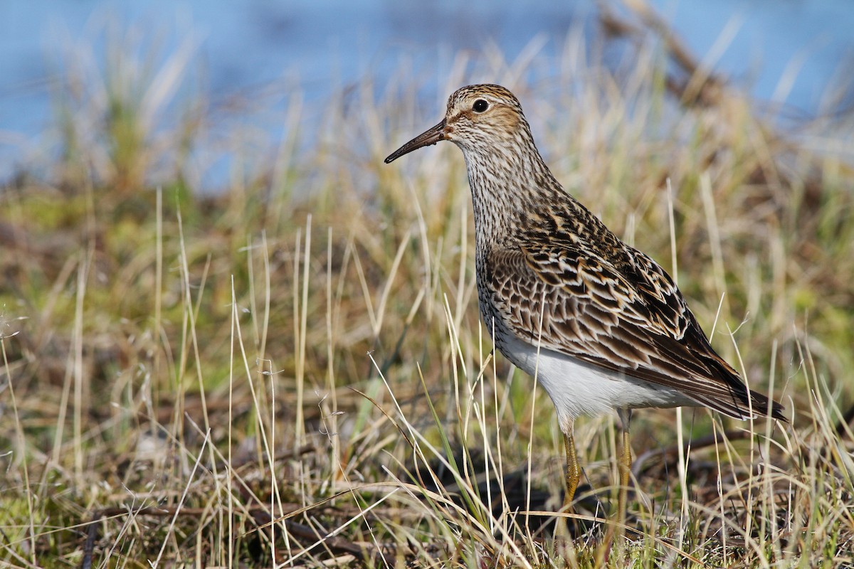 Graubrust-Strandläufer - ML31723491