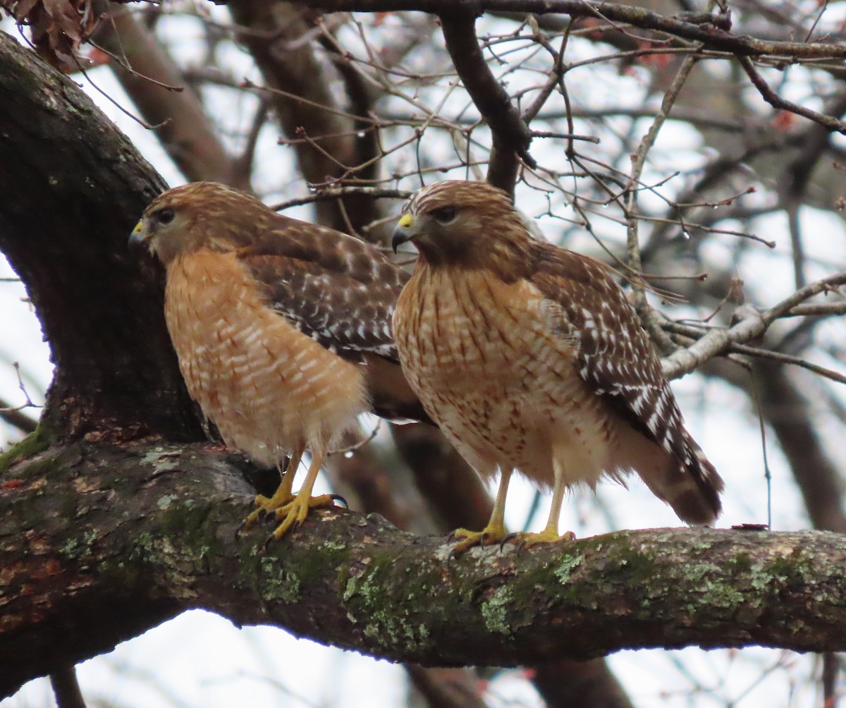 Red-shouldered Hawk - ML317235971