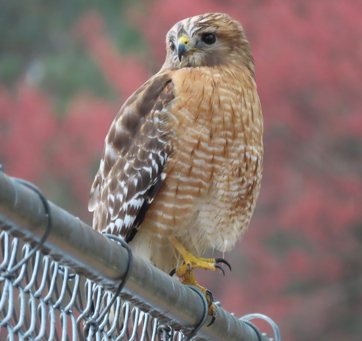 Red-shouldered Hawk - ML317235981