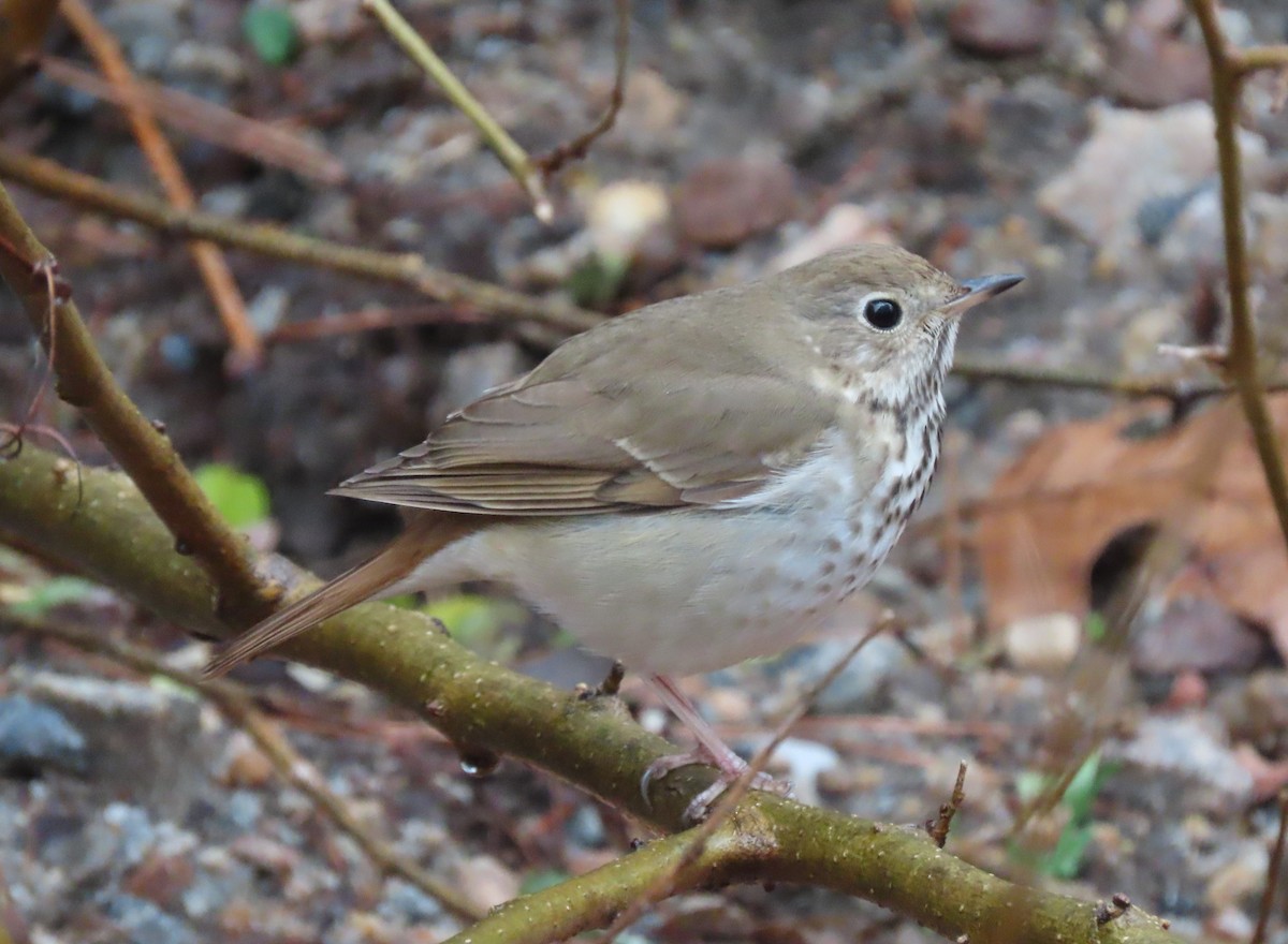 Hermit Thrush - ML317236101