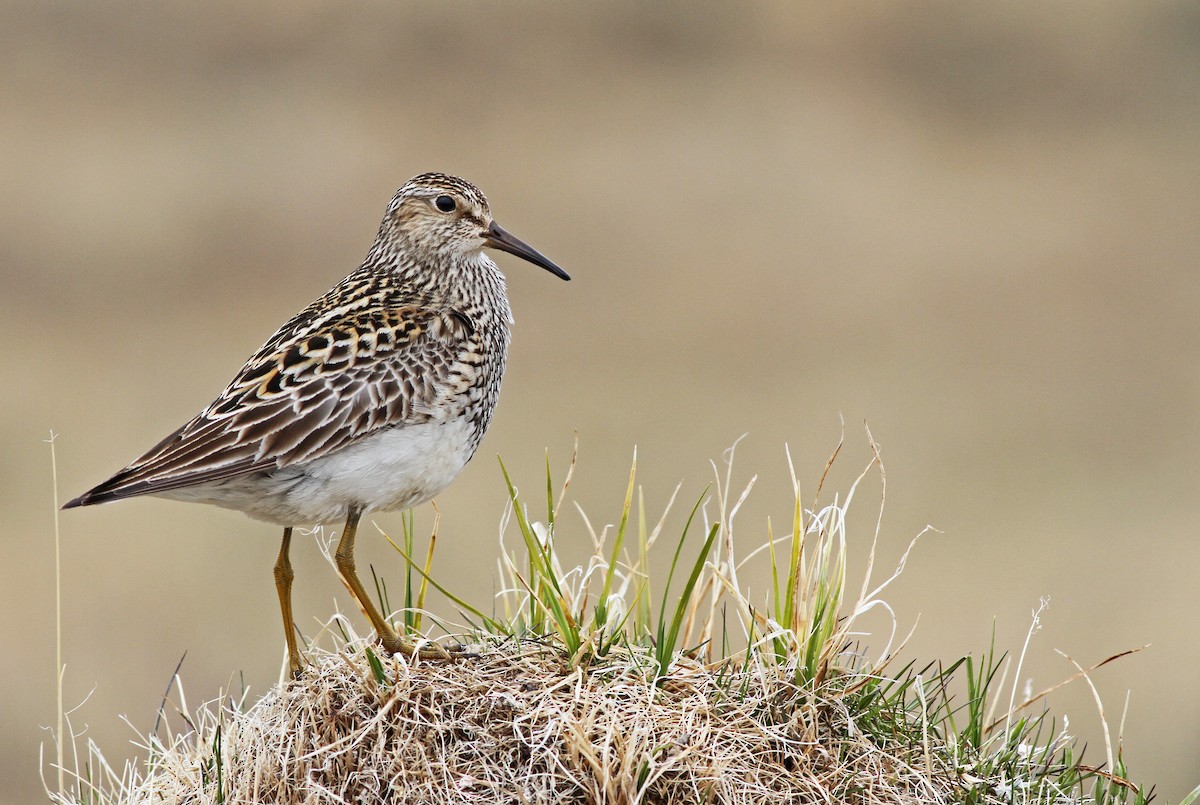 Pectoral Sandpiper - Ian Davies