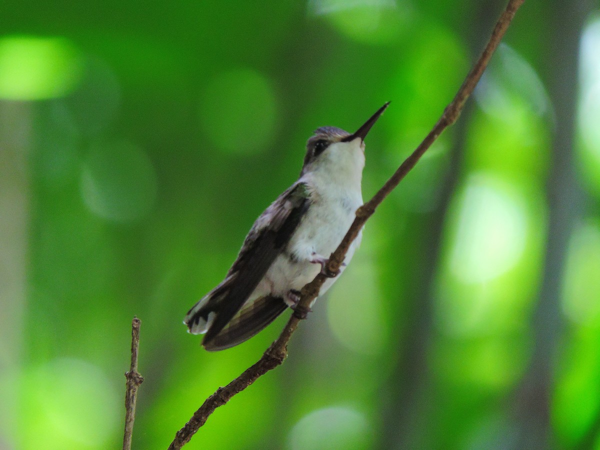 Violet-headed Hummingbird - ML31723711