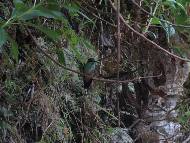 Violet-fronted Brilliant - ML317237281