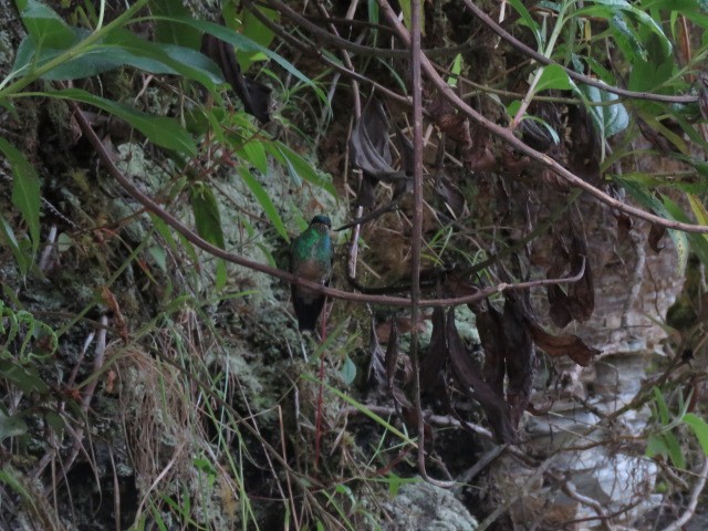 Violet-fronted Brilliant - ML317237291