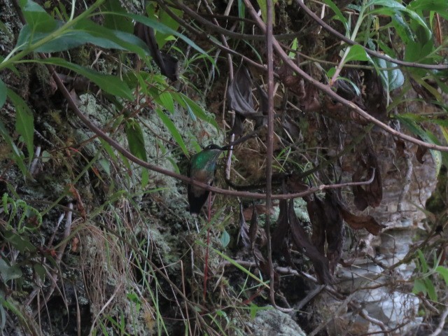 Violet-fronted Brilliant - ML317237301