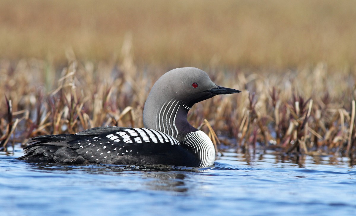 Pacific Loon - Ian Davies